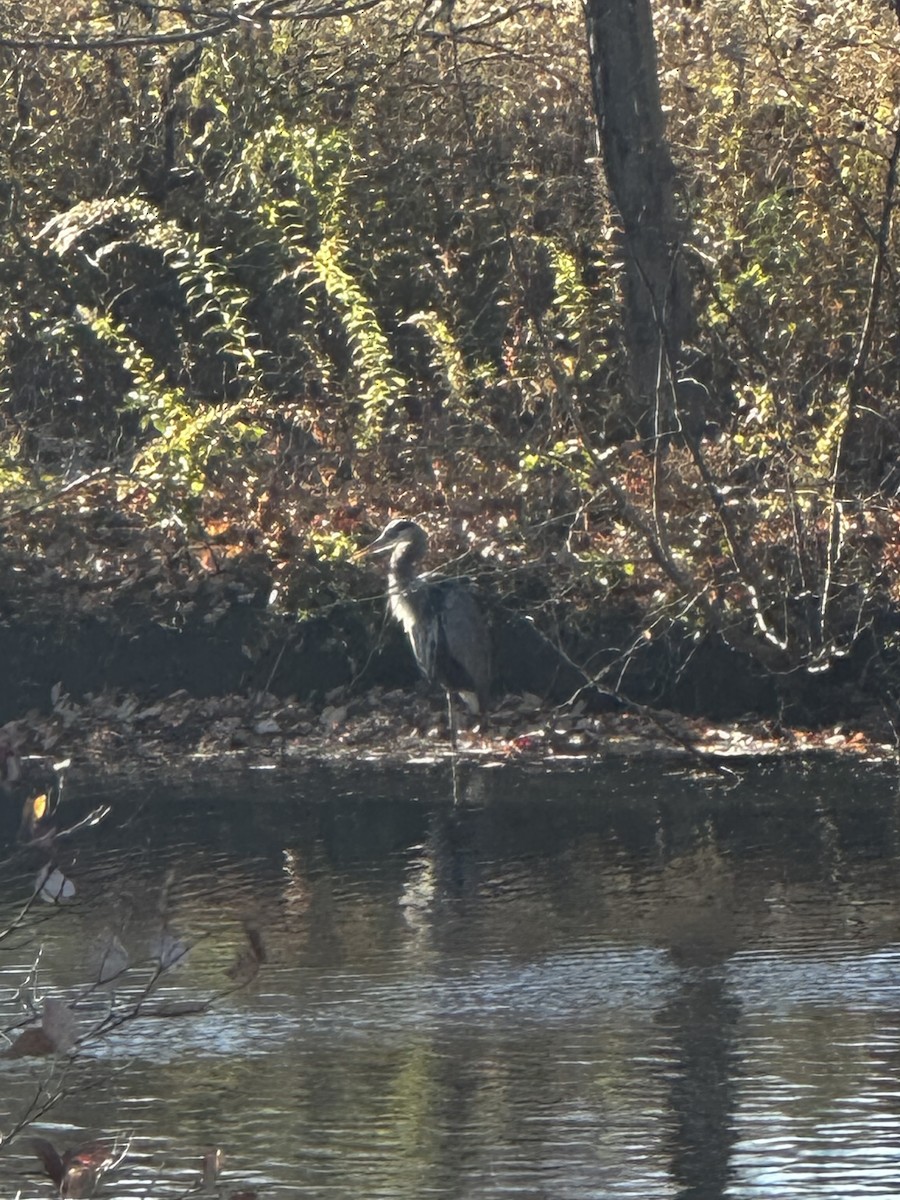 Great Blue Heron - ML626590709