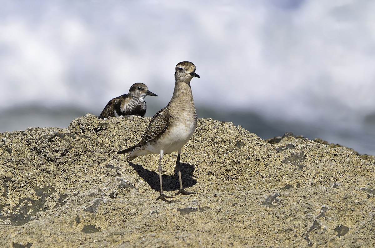 American Golden-Plover - ML626590725
