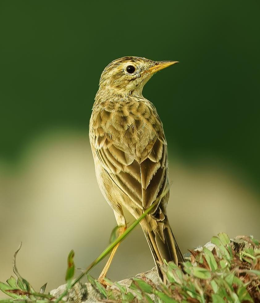 Richard's Pipit - ML626590732