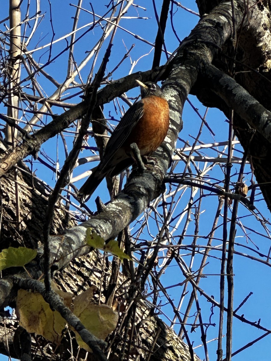 American Robin - ML626590744