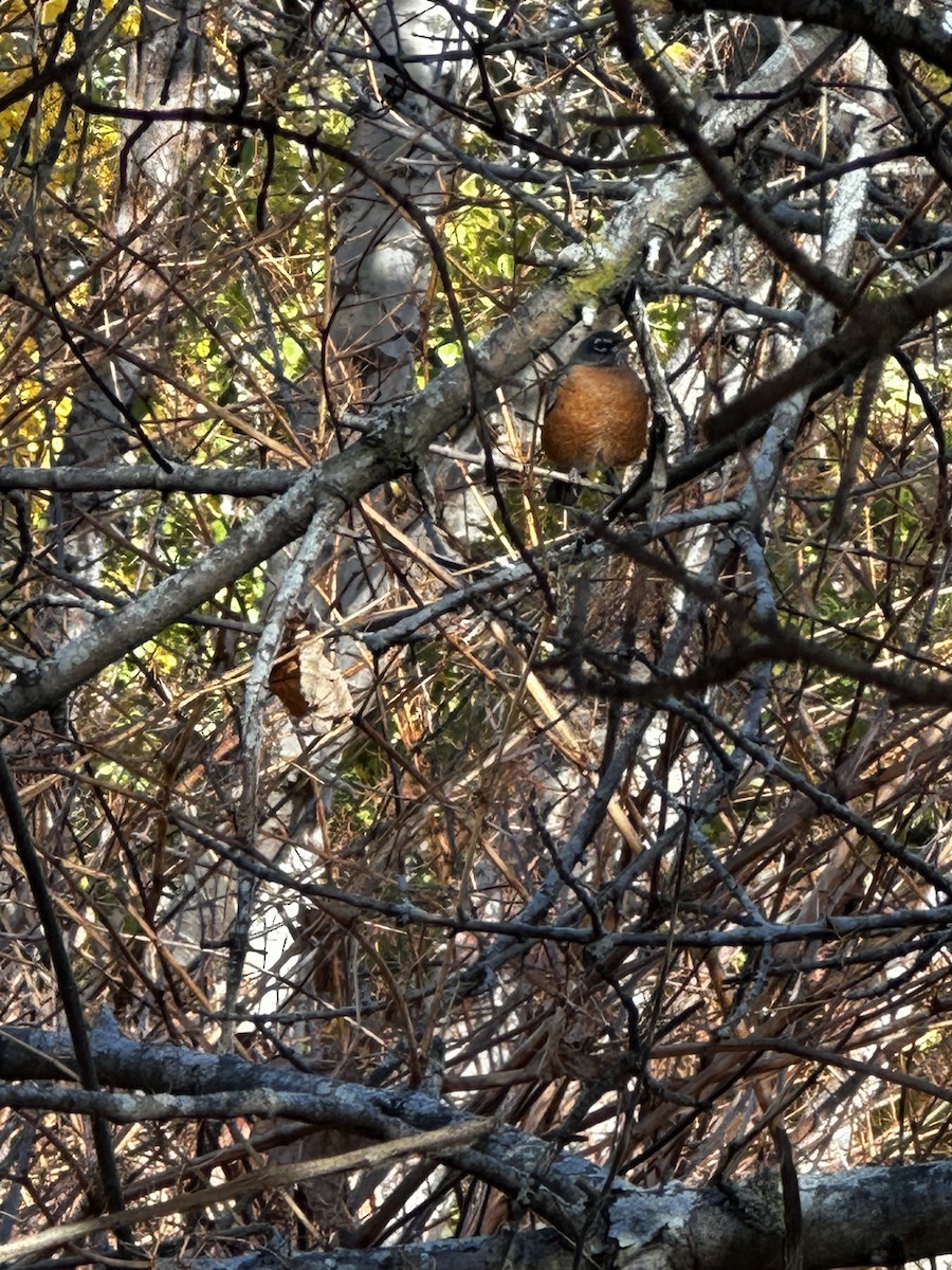 American Robin - ML626590745