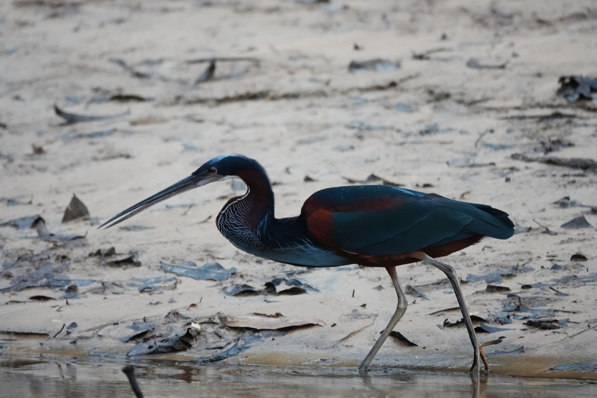 Agami Heron - ML626590748