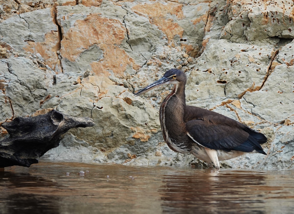 Agami Heron - ML626590791