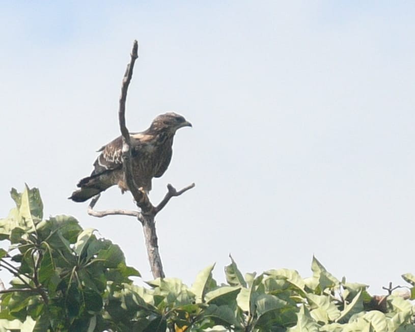 Oriental Honey-buzzard - ML626590861