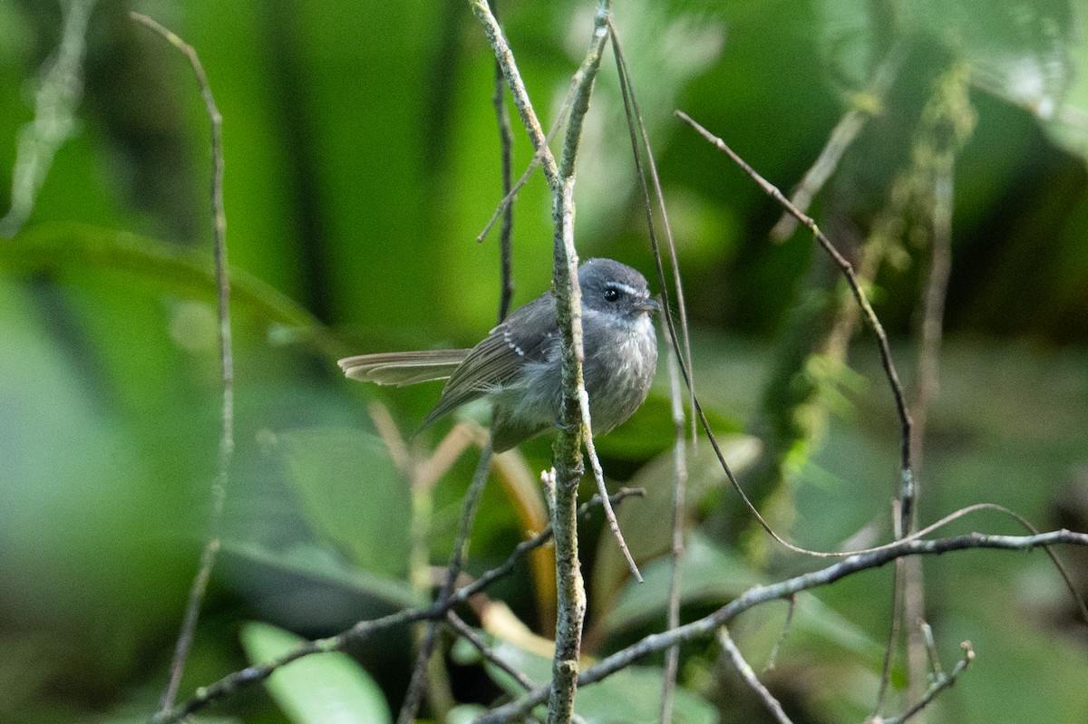 Bougainville Fantail - ML626590951