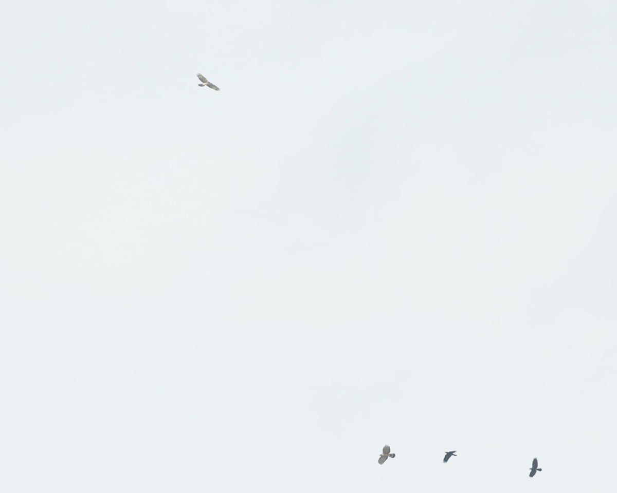 Oriental Honey-buzzard - ML626591027