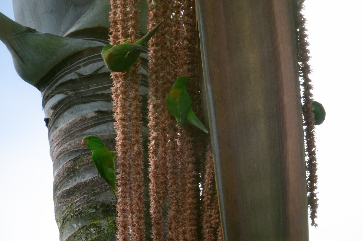 Meek's Lorikeet - ML626591037