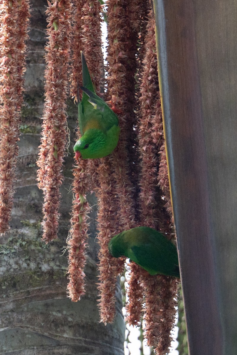 Meek's Lorikeet - ML626591038