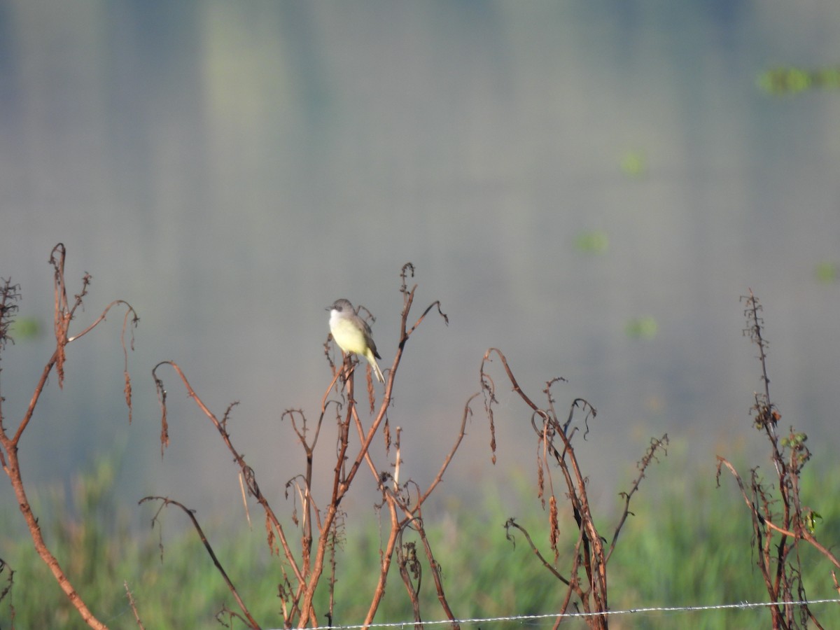 Thick-billed Kingbird - ML626591051