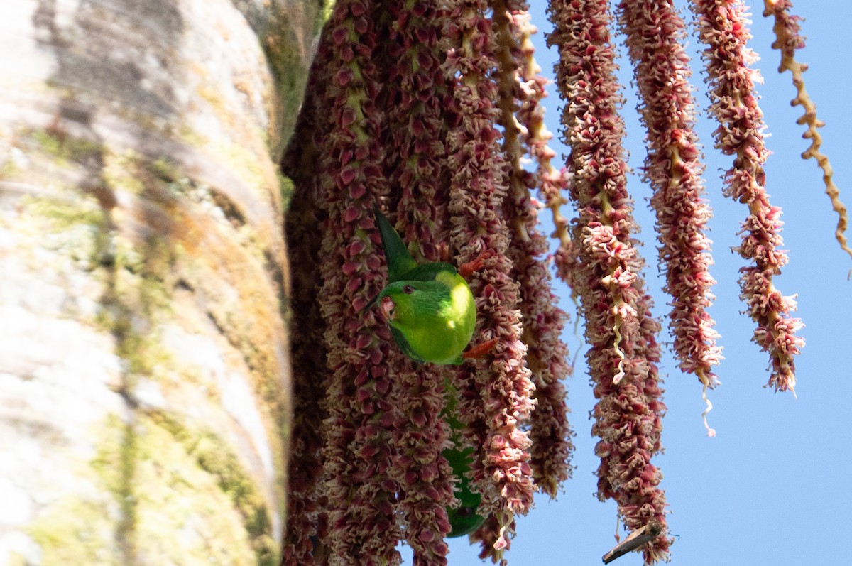 Meek's Lorikeet - ML626591069