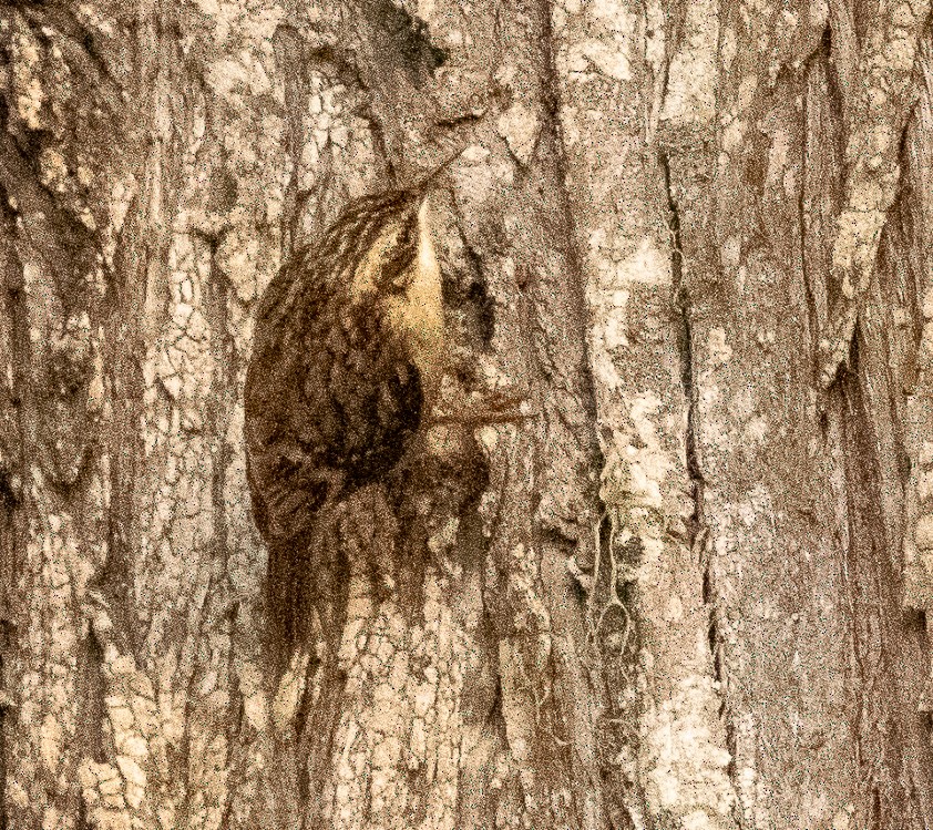 Brown Creeper - ML626591135