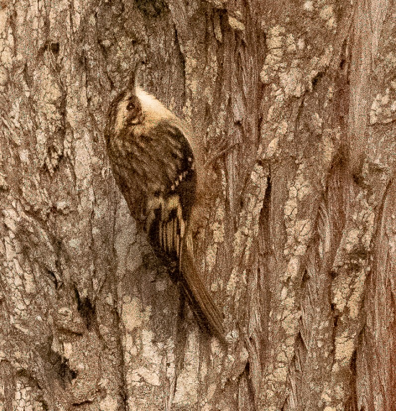 Brown Creeper - ML626591140