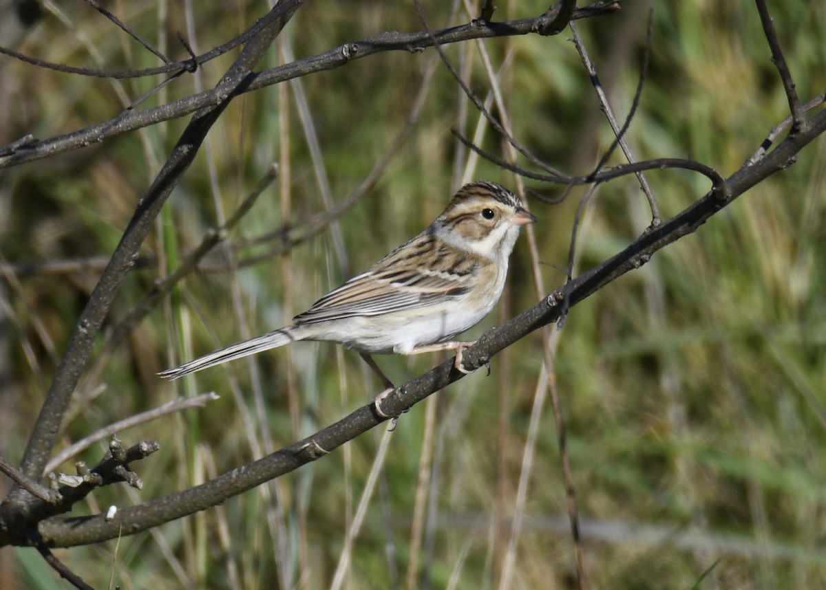 Clay-colored Sparrow - ML626591190