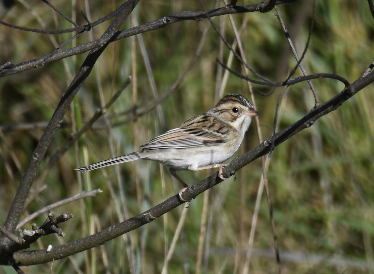 Clay-colored Sparrow - ML626591191