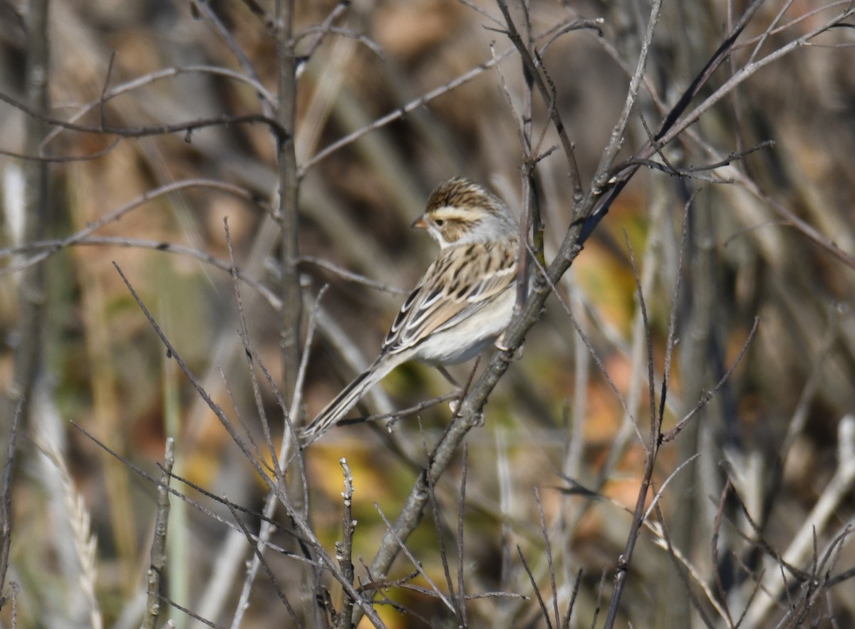 Clay-colored Sparrow - ML626591192