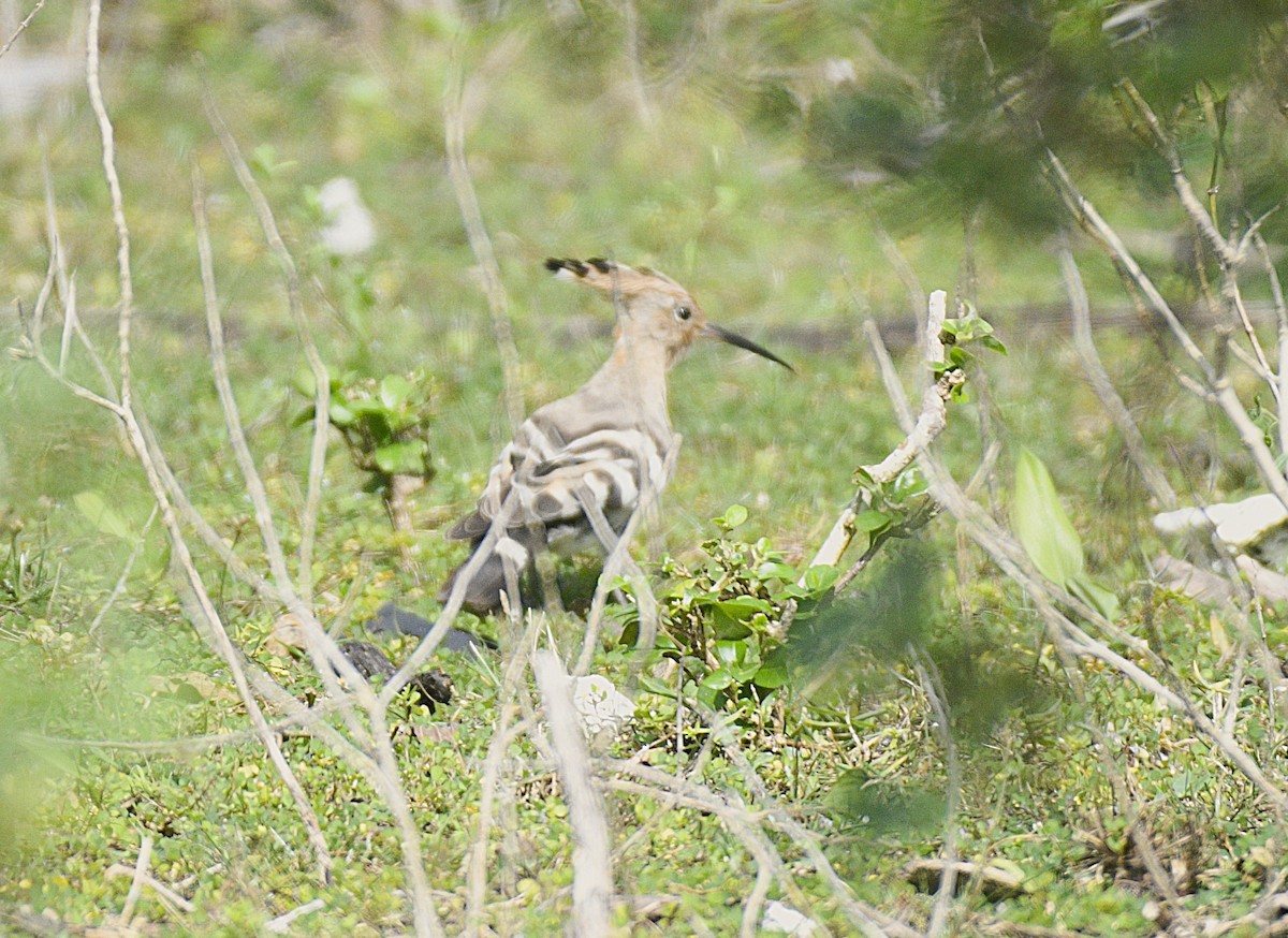 Common Hoopoe - ML626591216