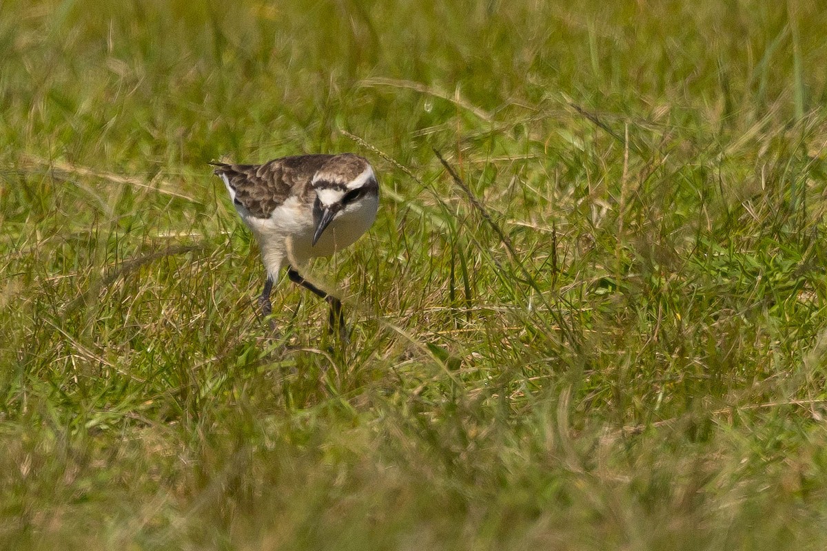 St. Helena Plover - ML626591283