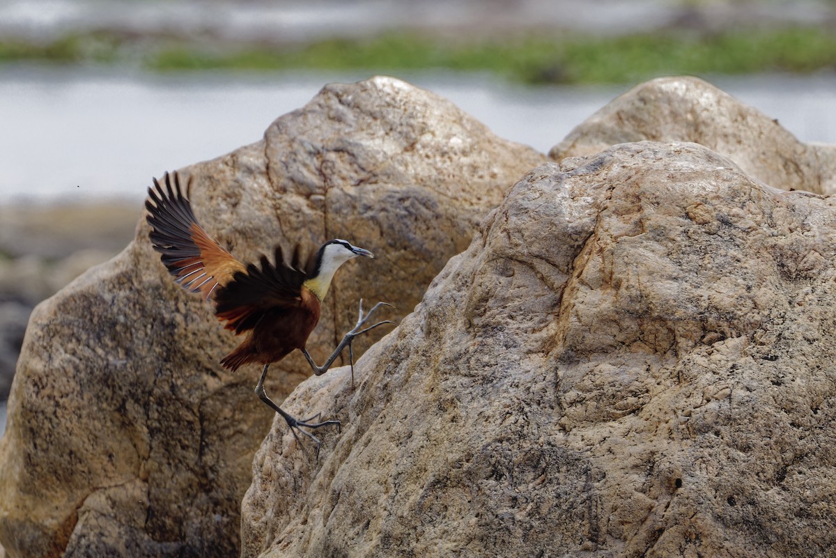 African Jacana - ML626591303