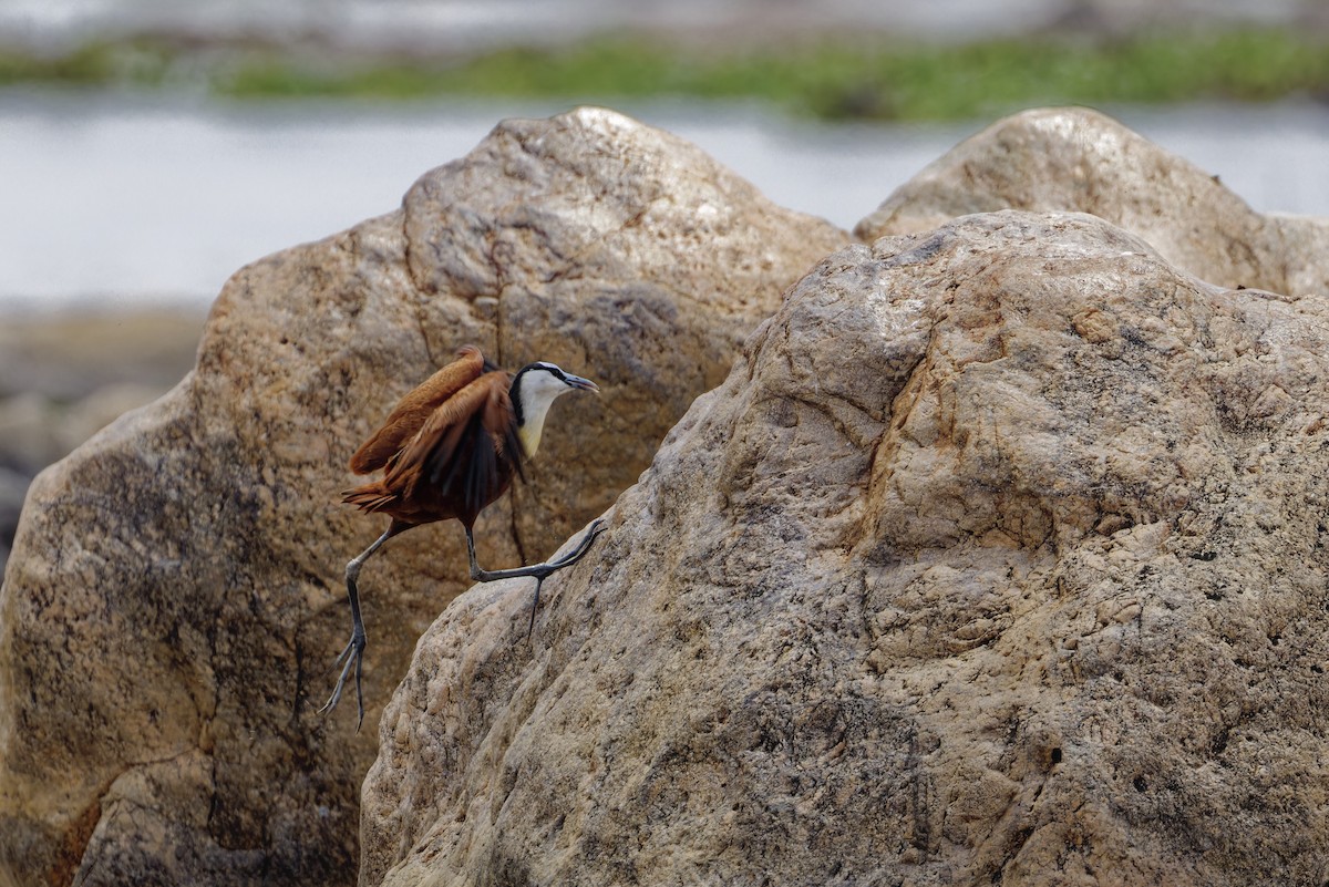 African Jacana - ML626591304