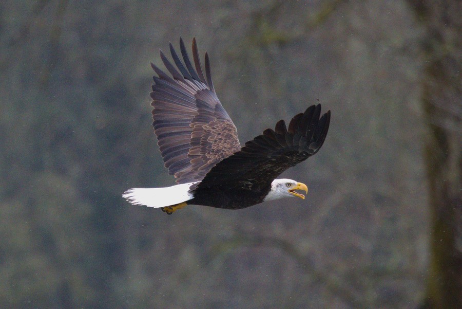 Bald Eagle - ML626591397