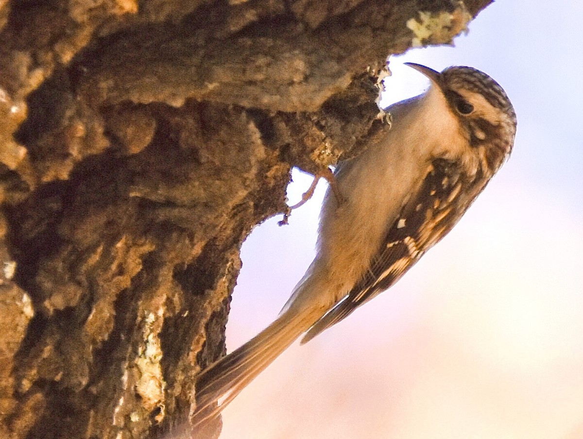 Brown Creeper - ML626591500