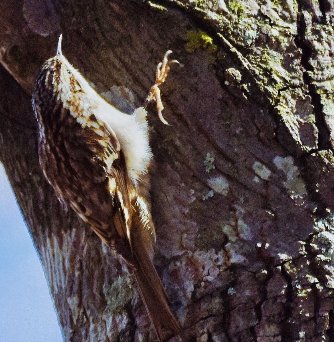 Brown Creeper - ML626591506