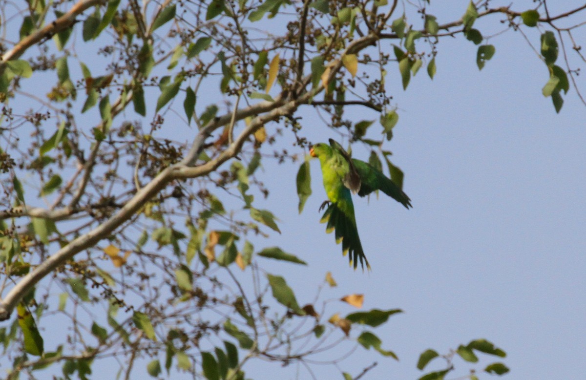 Olive-shouldered Parrot - ML626591560