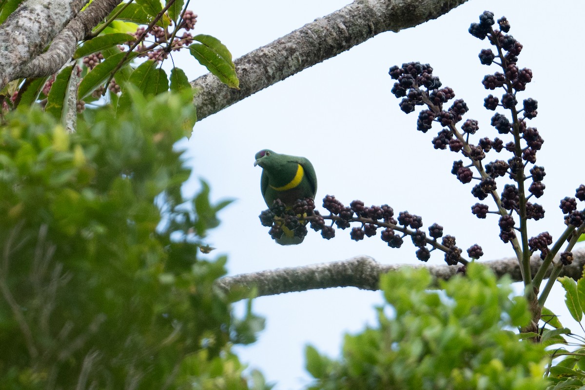 Yellow-bibbed Fruit-Dove - ML626591652