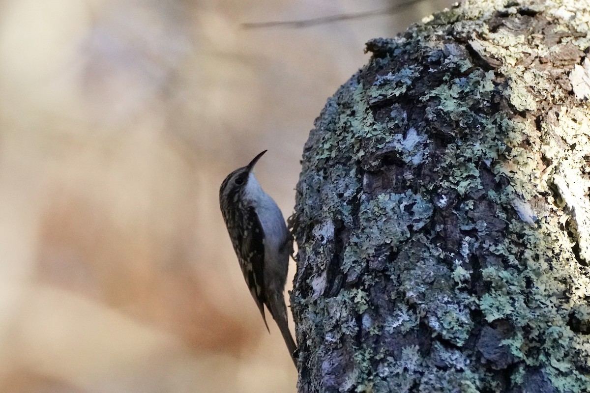 Brown Creeper - ML626591697