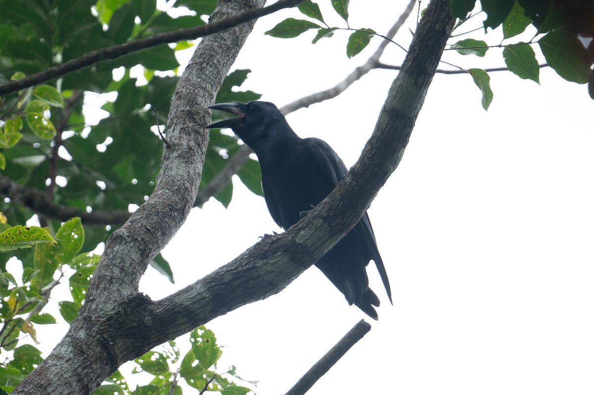 ブーゲンビルガラス - ML626591733