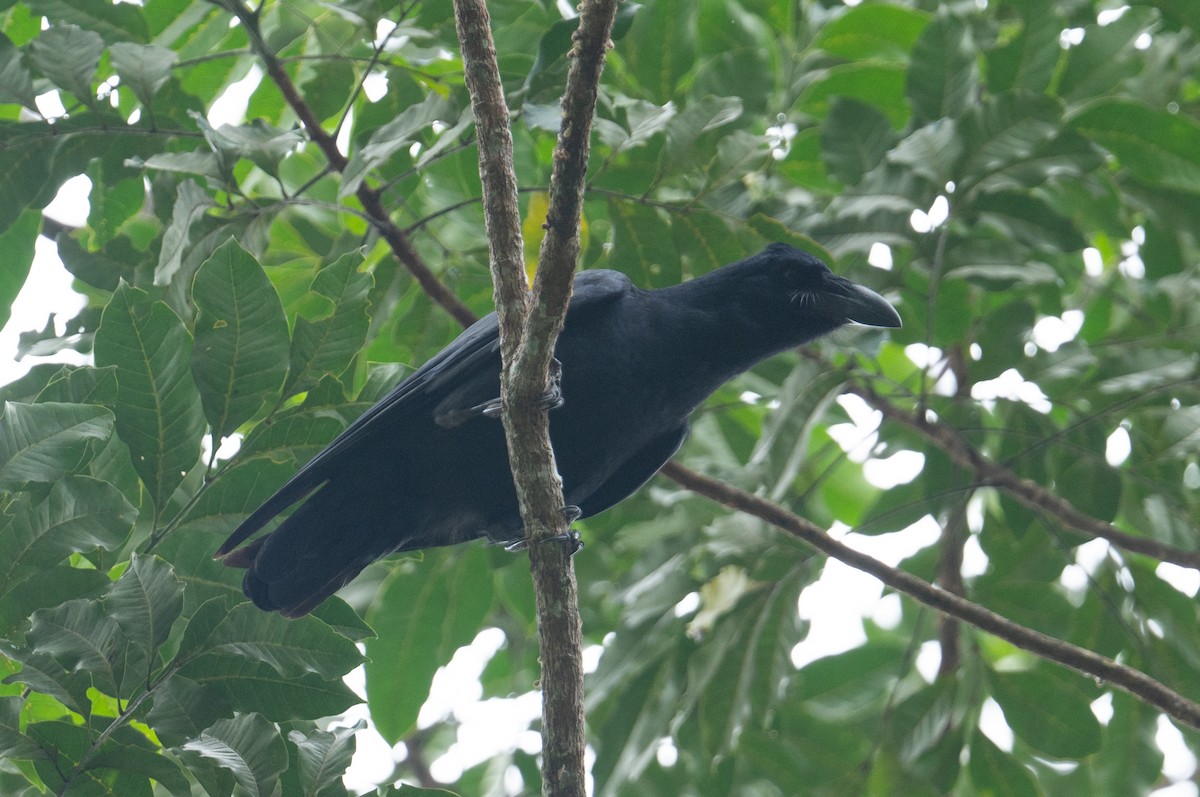 ブーゲンビルガラス - ML626591734