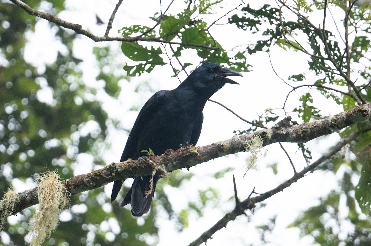 ブーゲンビルガラス - ML626591735