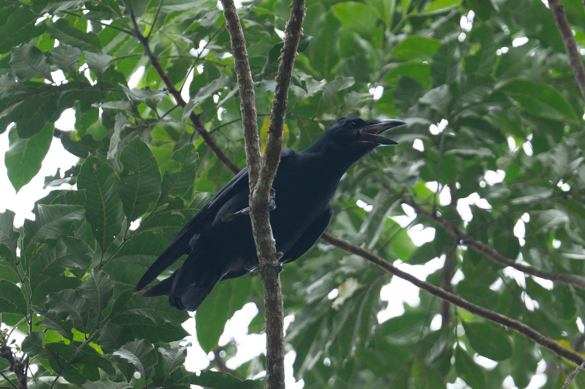 ブーゲンビルガラス - ML626591736