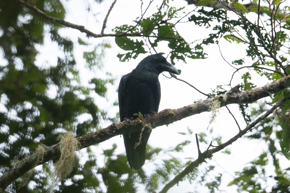 ブーゲンビルガラス - ML626591737