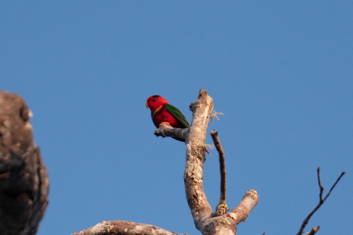 Margarita Loriketi - ML626591742