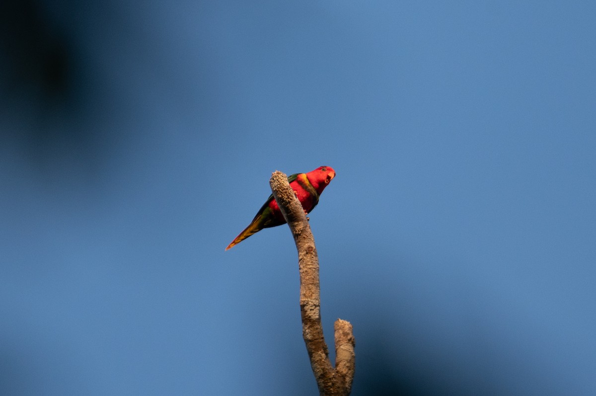 Margarita Loriketi - ML626591743