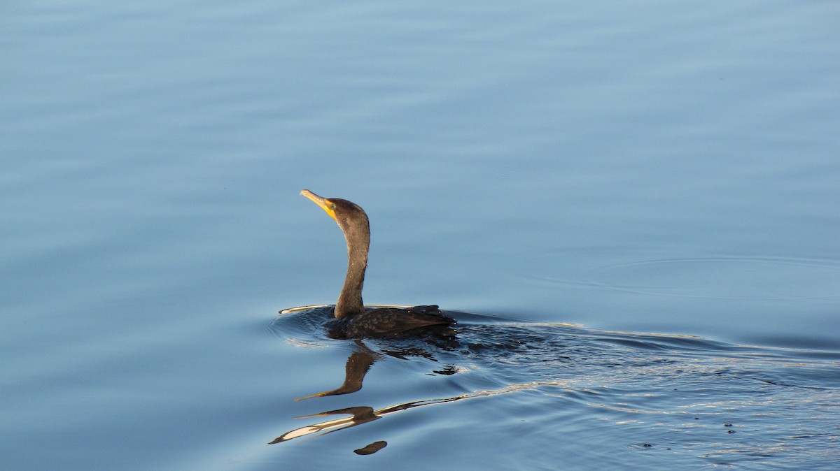 Double-crested Cormorant - ML626591789