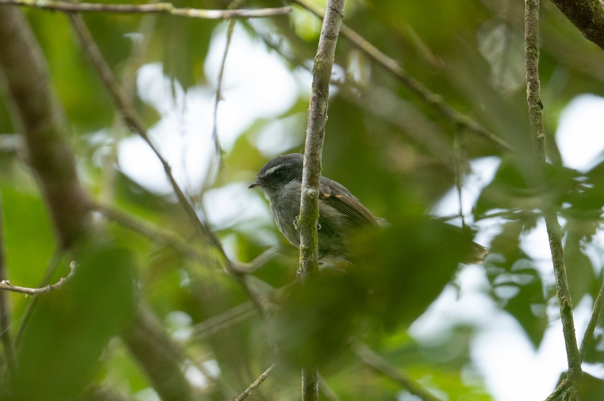 Bougainville Fantail - ML626591848