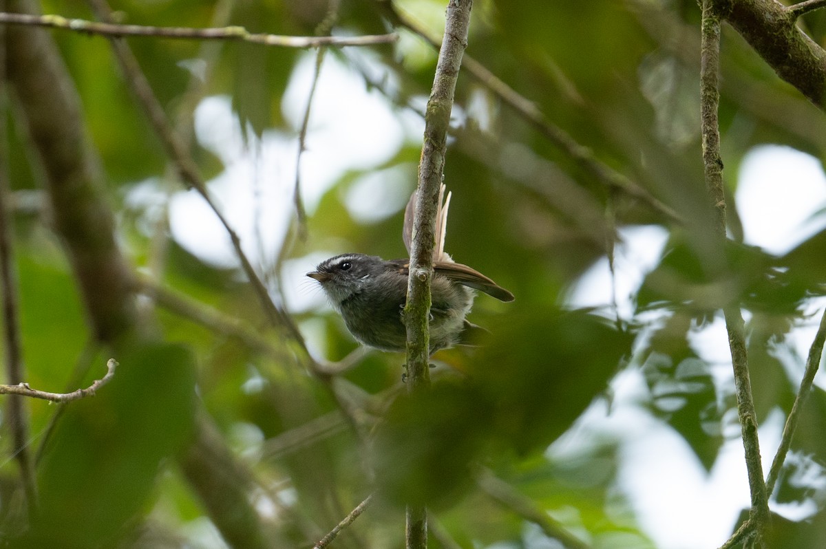 Bougainville Fantail - ML626591849