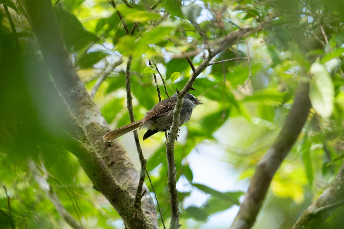 Bougainville Fantail - ML626591850