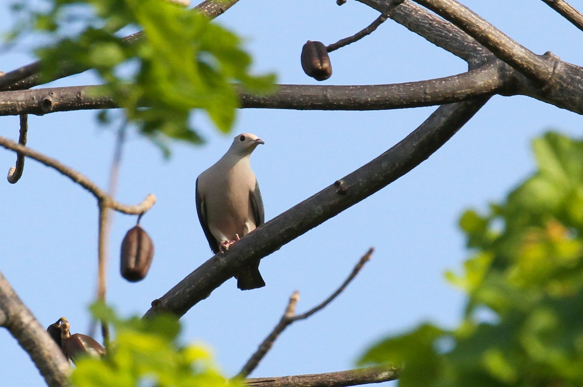 Pink-headed Imperial-Pigeon - ML626591852