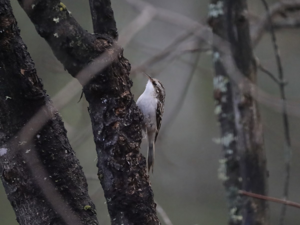 Brown Creeper - ML626591961