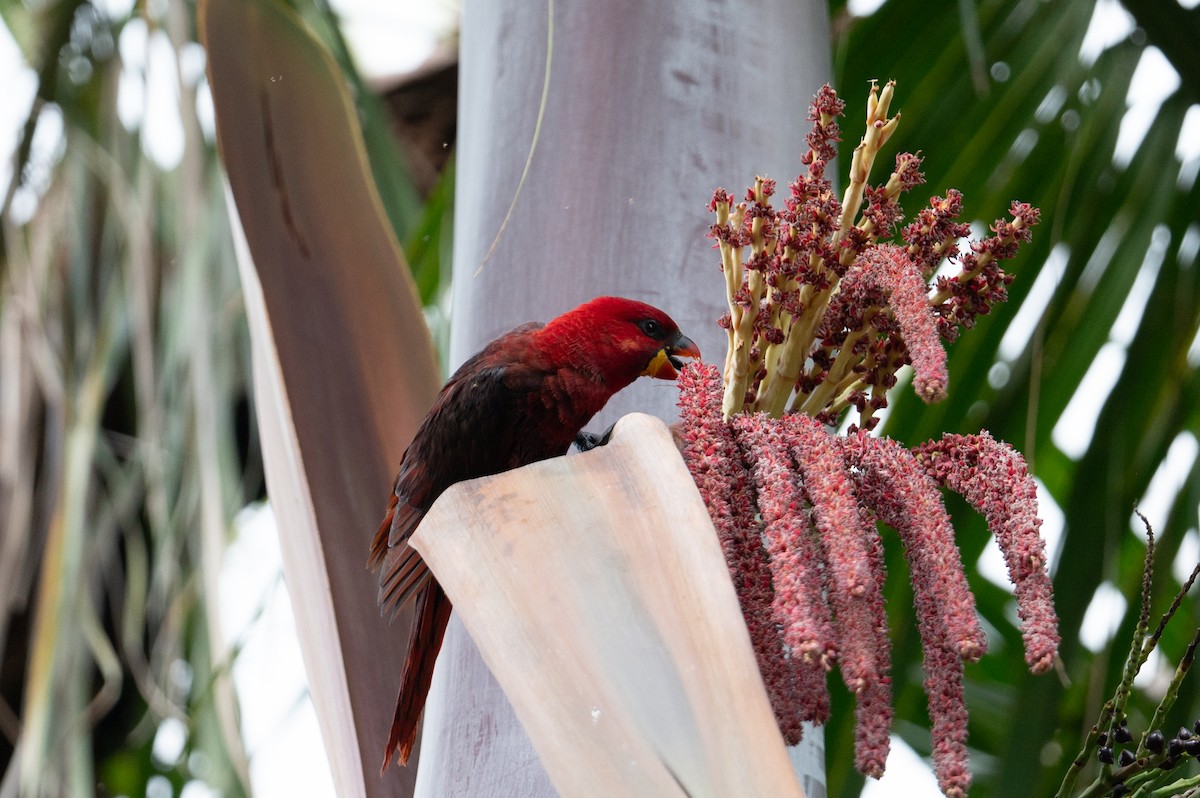 Cardinal Lory - ML626592007