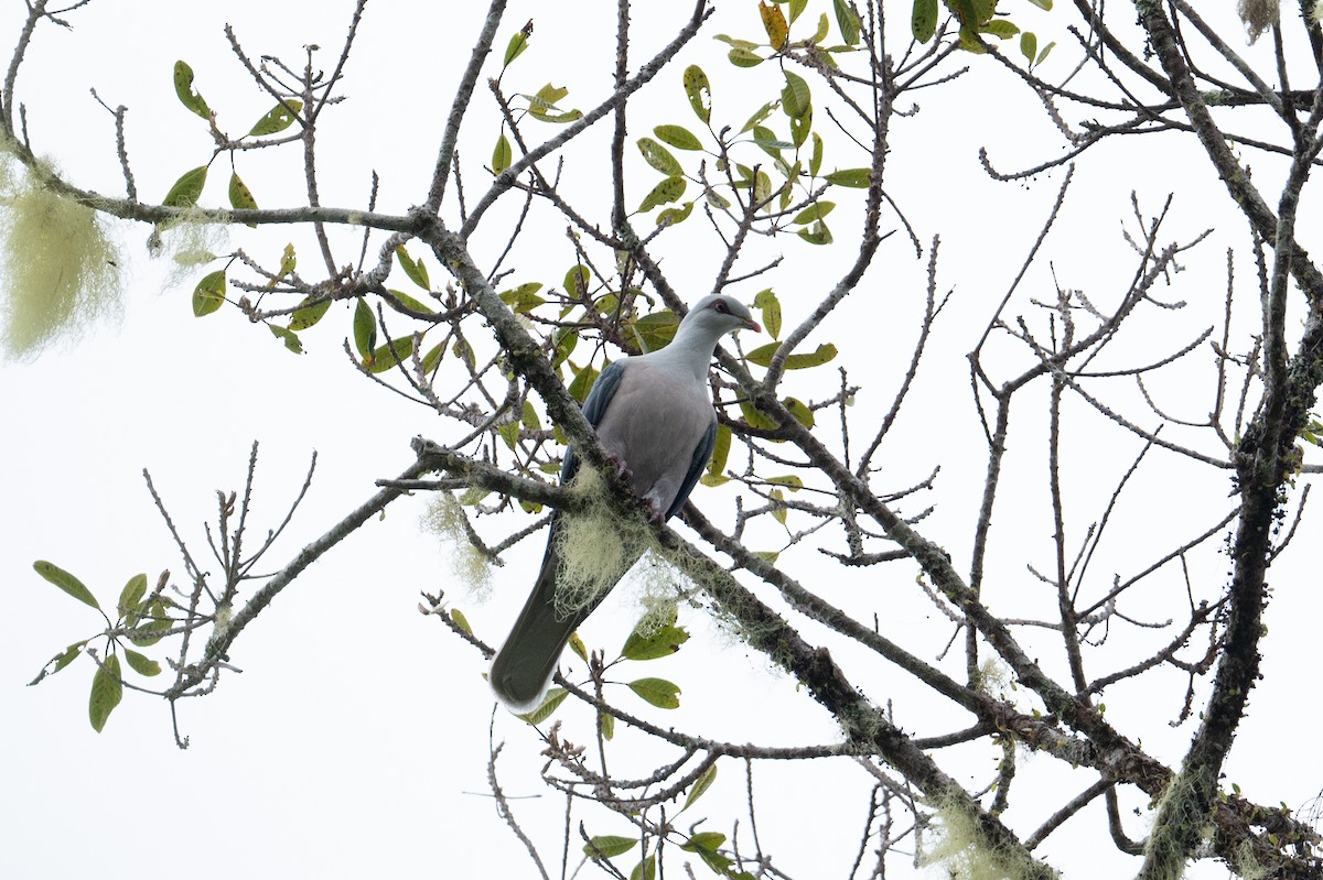 Pale Mountain-Pigeon - ML626592010