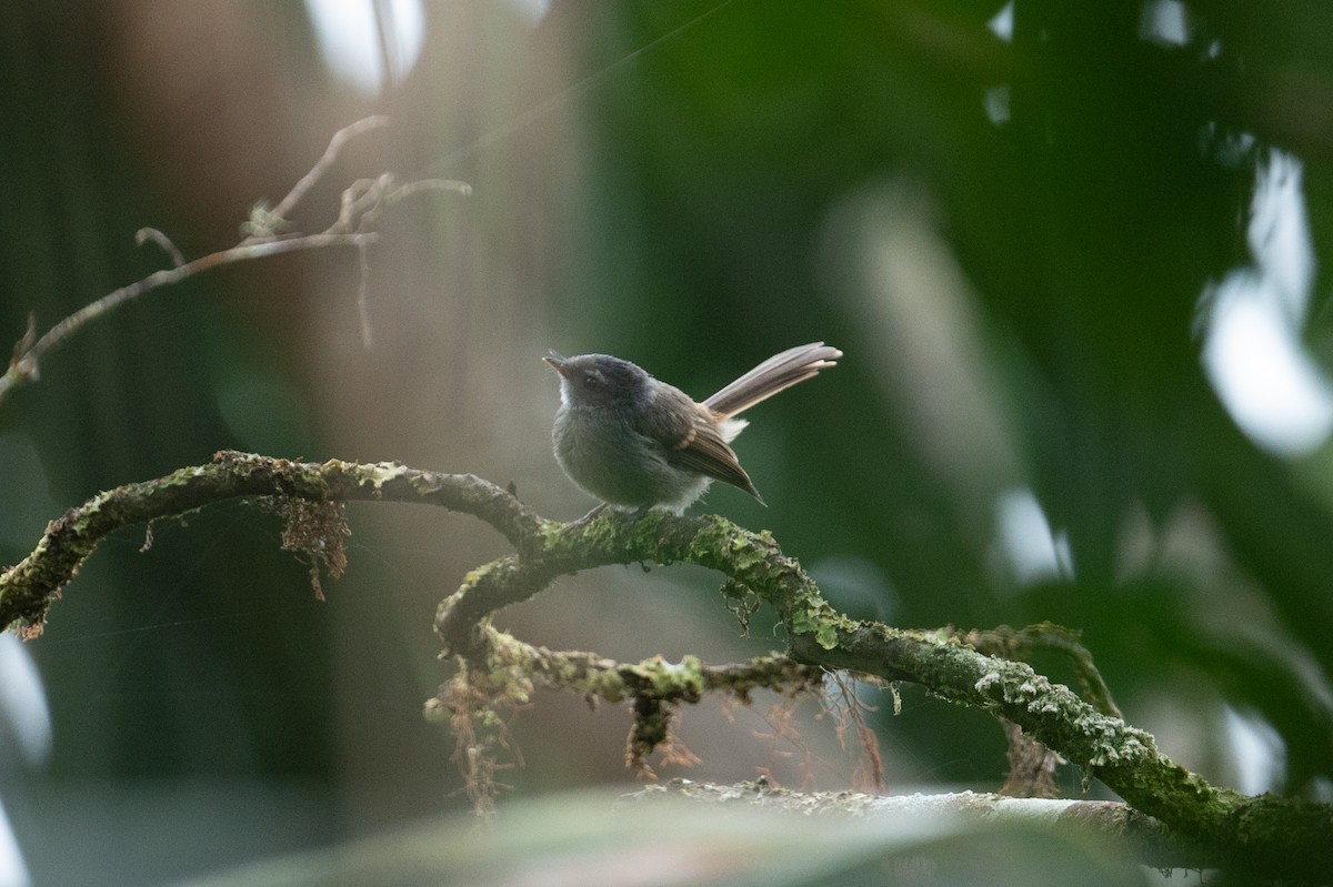 Bougainville Fantail - ML626592017