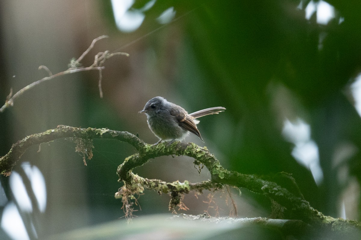 Bougainville Fantail - ML626592018