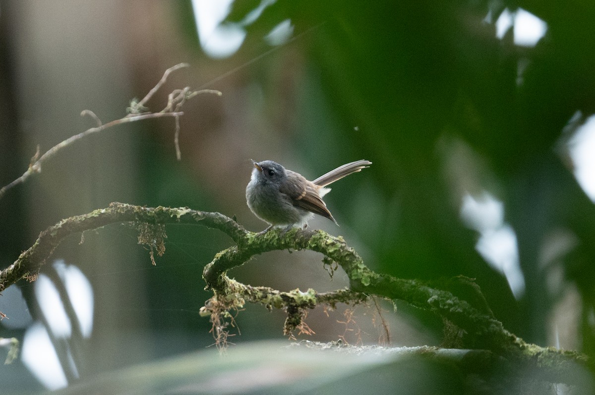 Bougainville Fantail - ML626592019