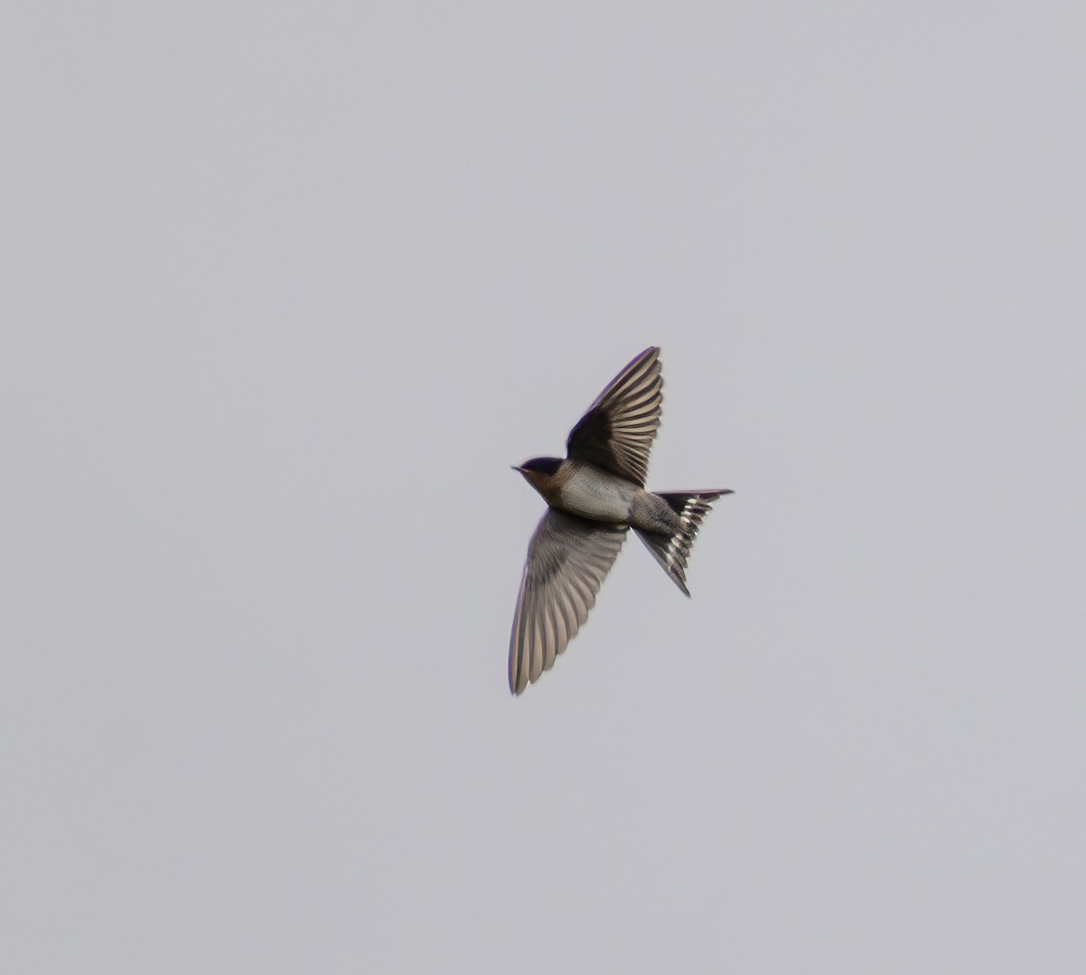 Welcome Swallow - ML626592048