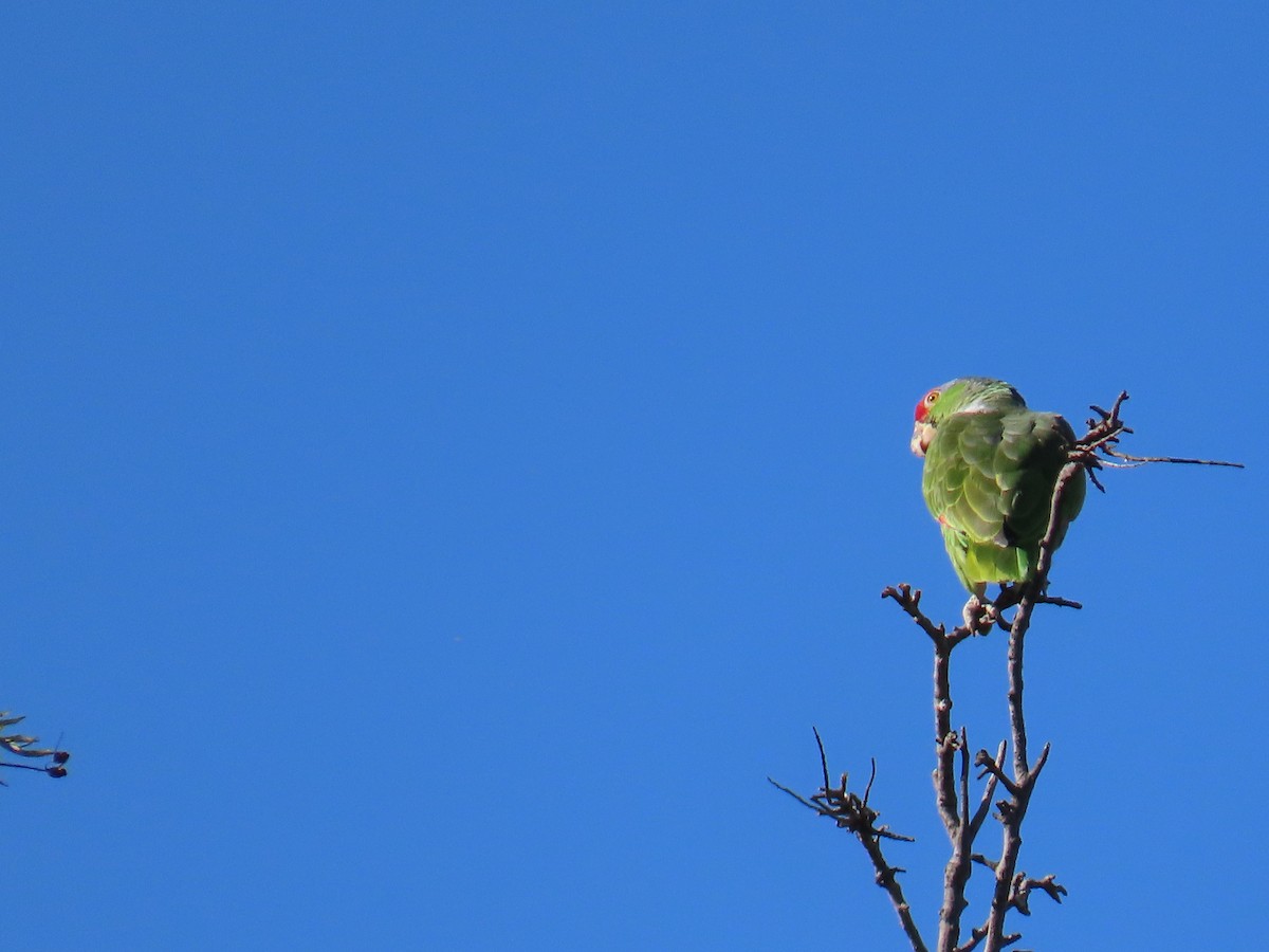 Red-crowned Amazon - ML626592050