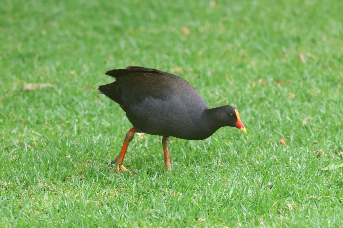 Dusky Moorhen - ML626592058